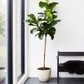 Tips For Choosing The Right Plants For Your Home