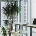Using Plants to Enhance Your Office Space